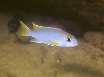 Pseudotropheus sp. 'acei' Luwala Reef